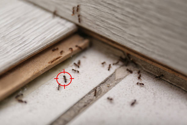 Best Emergency Pest Control  in Harlowton, MT