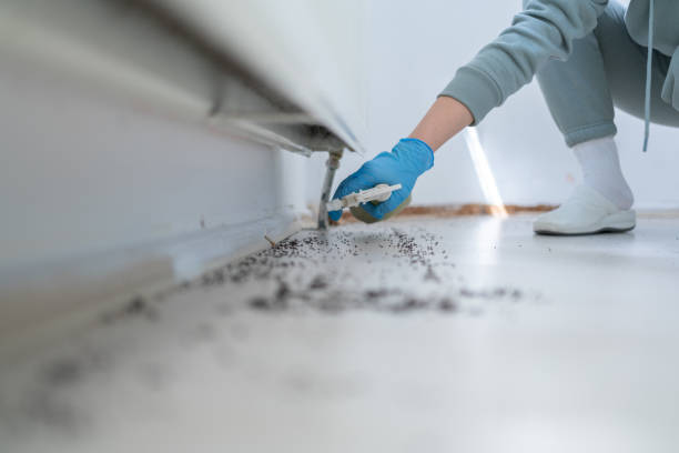 Best Bed Bug Extermination  in Harlowton, MT